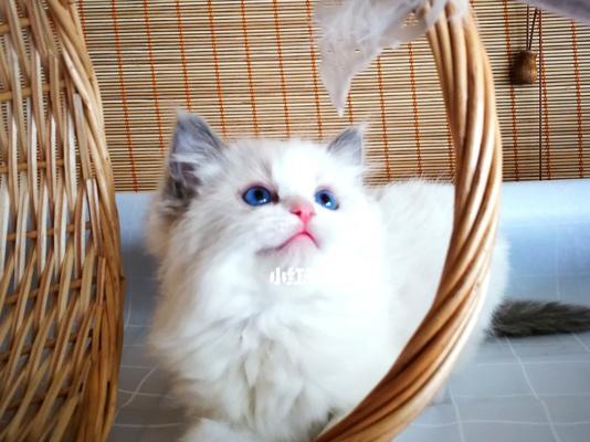 一千多只布偶猫的真相（揭开布偶猫养殖的秘密）