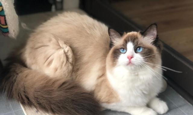 一千多只布偶猫的真相（揭开布偶猫养殖的秘密）