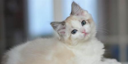 一千多只布偶猫的真相（揭开布偶猫养殖的秘密）