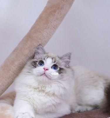 珍爱宠物，以布偶猫为主题（了解布偶猫的特点与养护知识）