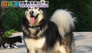 一岁阿拉斯加犬体重标准及管理方法（阿拉斯加犬体重控制）