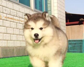 一岁阿拉斯加犬体重标准及管理方法（阿拉斯加犬体重控制）