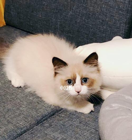 如何给一岁布偶猫提供营养均衡的饮食？