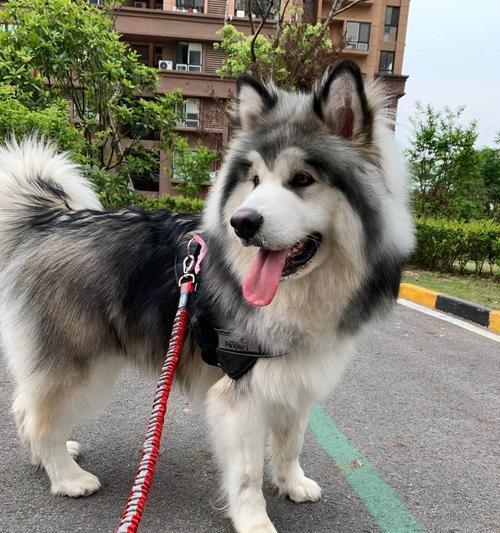 一岁的阿拉斯加犬应该吃什么样的狗粮（宠物主人必看）