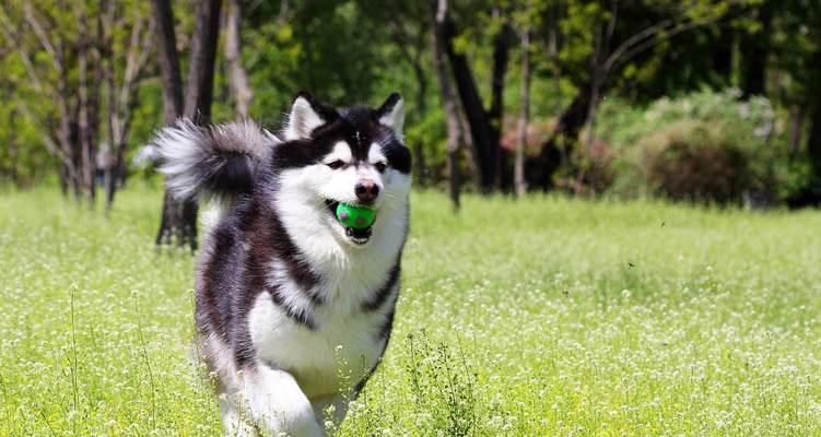 如何正确处理宠物抓伤——以阿拉斯加犬为例（宠物伤害预防与处置）