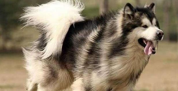 如何正确处理宠物抓伤——以阿拉斯加犬为例（宠物伤害预防与处置）