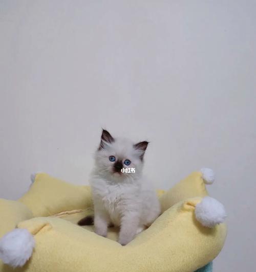 布偶猫不活泼的原因及解决方法（一岁的布偶猫为何不活泼）