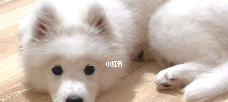 一岁的狗狗为什么喜欢发呆（探究狗狗发呆的原因与意义）