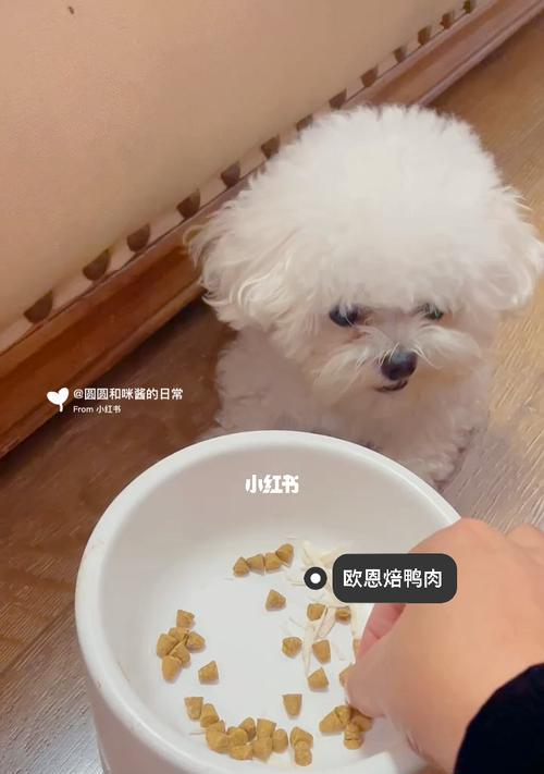如何为一岁的狗狗正确喂食狗粮（掌握正确的喂食量与时间）