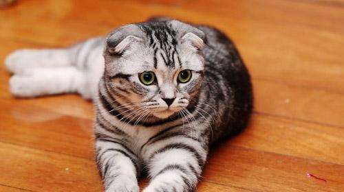 一岁折耳猫的“健身难题”（宠物护理之如何让懒猫动起来）