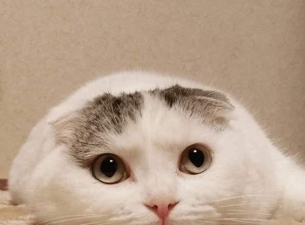 一岁折耳猫的“健身难题”（宠物护理之如何让懒猫动起来）