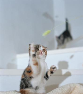 一岁折耳猫的“健身难题”（宠物护理之如何让懒猫动起来）