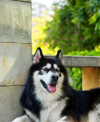 如何为一岁多的阿拉斯加犬制定合理的饮食计划（以宠物为主的健康饮食指南）