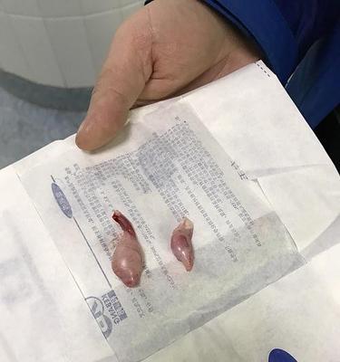 一岁狗狗隐睾丸的危害及预防措施（如何保护你的宠物免受隐睾丸的伤害）