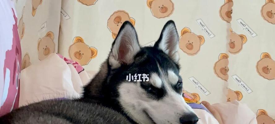 哈士奇宠物晚上失眠该如何解决（一岁哈士奇晚上不睡觉的原因及对策）