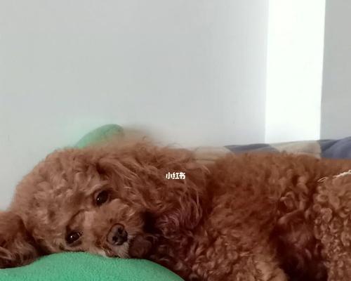 如何让一岁泰迪爱上狗粮（解决宠物挑食问题）