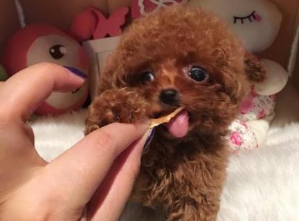 如何让一岁泰迪爱上狗粮（解决宠物挑食问题）
