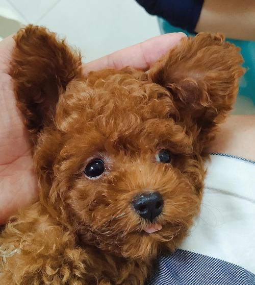 「泰迪宠物不吃狗粮，该如何调理（「宠物健康饮食的必要性与改善方法」）