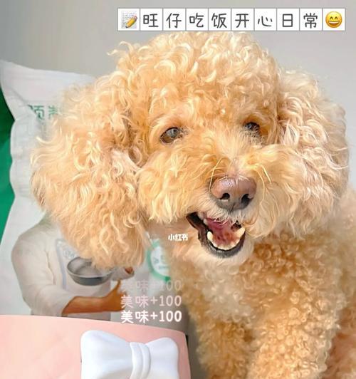 一岁泰迪宠物应该吃多少狗粮（以健康为先）