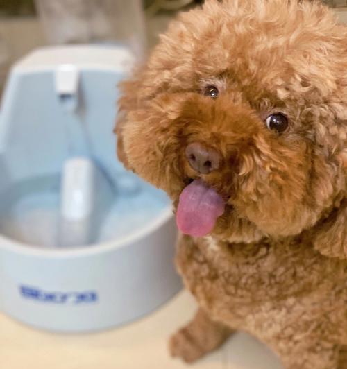 如何应对宠物泰迪犬体温升高（掌握常见问题）