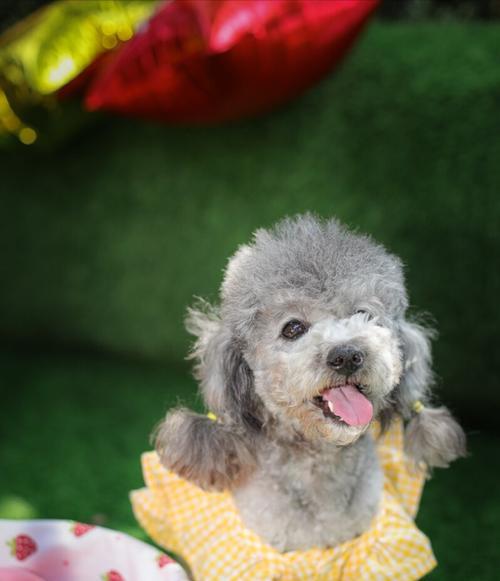 如何应对宠物泰迪犬体温升高（掌握常见问题）