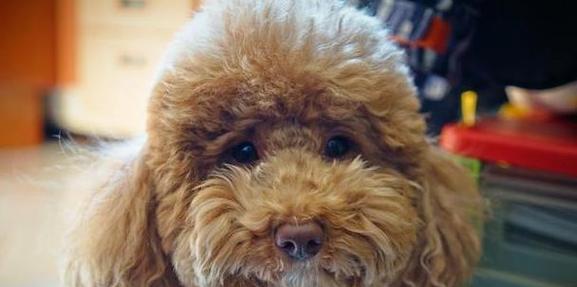 如何应对宠物泰迪犬体温升高（掌握常见问题）