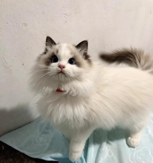 一只不看书的布偶猫的生活故事（宠物猫的闲适生活与主人相伴）