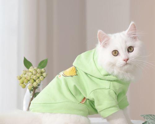 我和我的宠物——布偶猫和蓝猫的日常生活（萌宠不解释）