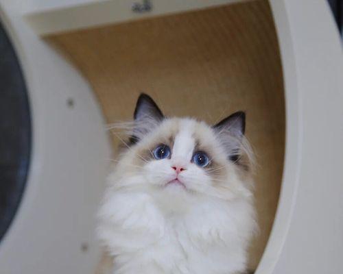我和我的宠物——布偶猫和蓝猫的日常生活（萌宠不解释）