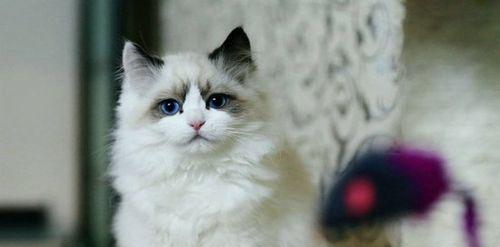 布偶猫的寿命（以一只布偶猫为例）