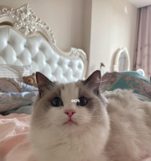 布偶猫的寿命（以一只布偶猫为例）