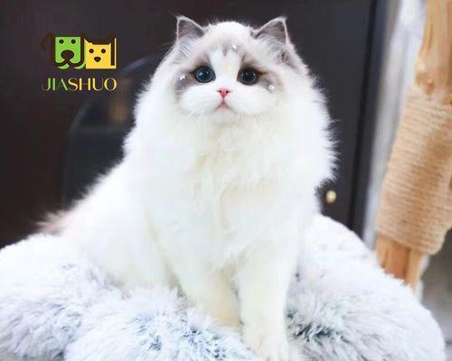 一只布偶猫的未删日记（宠物生活点滴）