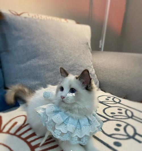 一只布偶猫的未删日记（宠物生活点滴）