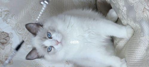 一只布偶猫的未删日记（宠物生活点滴）