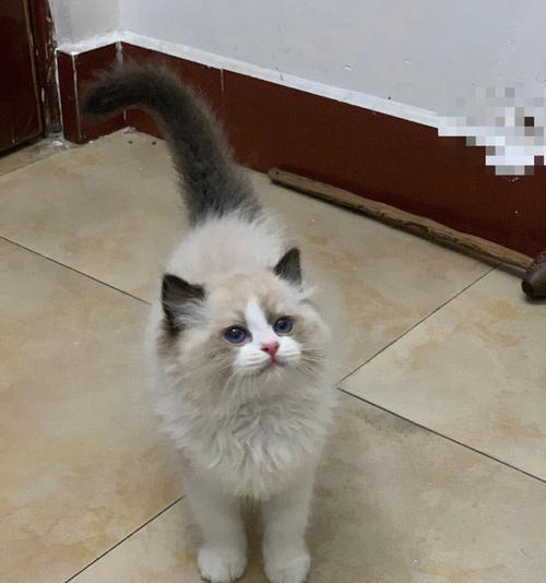 布偶猫（揭秘布偶猫的亲人本性）