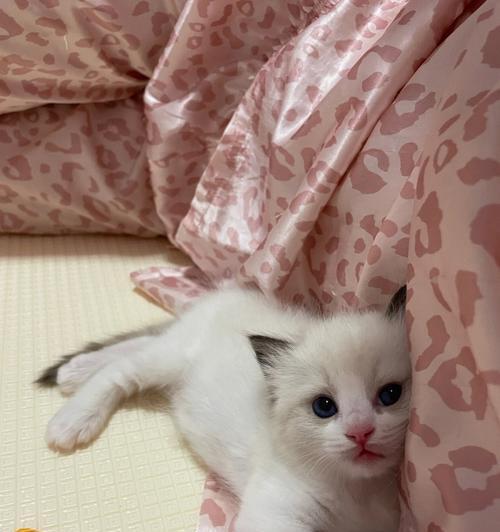 布偶猫（揭秘布偶猫的亲人本性）