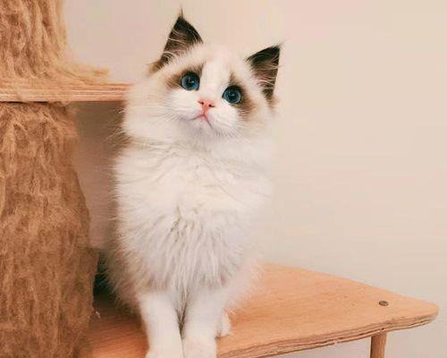 探秘纯种布偶猫的世界（一只可爱的布偶猫的日常生活与养护）