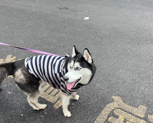 一只哈士奇的返乡之路（宠物的归家历程与感悟）
