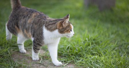 一只神秘的绿色猫咪——探秘其背后的故事（以宠物为主的神奇经历及其所代表的意义）