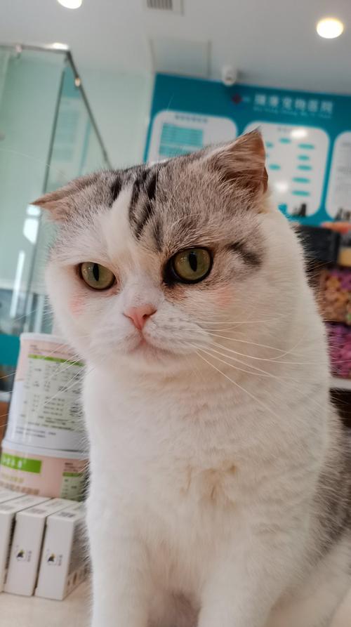 小猫土豆的宠物日记（一个可爱的小生命在人类家庭中的成长历程）