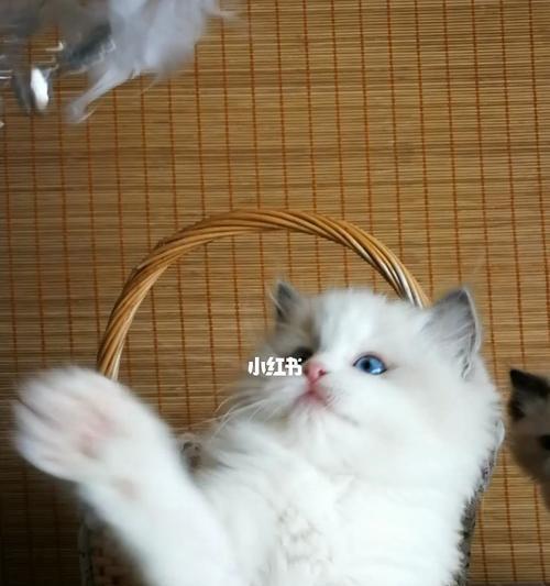 布偶猫的温馨生活（探索布偶猫的魅力）