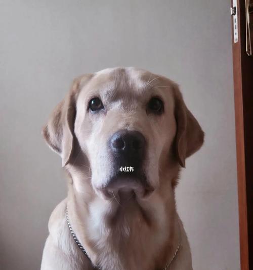 拉布拉多犬证件照，让爱宠更可爱（如何拍摄拉布拉多犬的证件照）