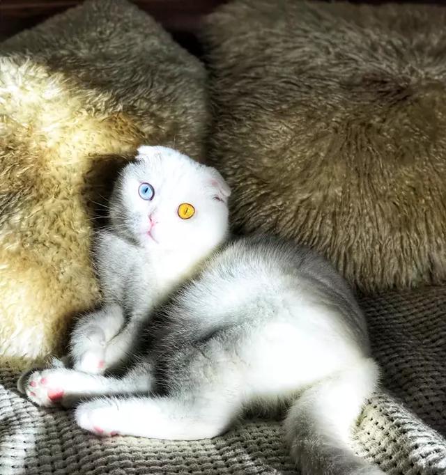 一只懒惰的折耳猫的生活点滴（宠物之道）
