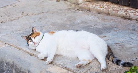 一只懒惰的折耳猫的生活点滴（宠物之道）