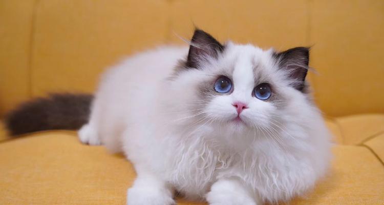 流浪猫和布偶猫：两种截然不同的生活方式