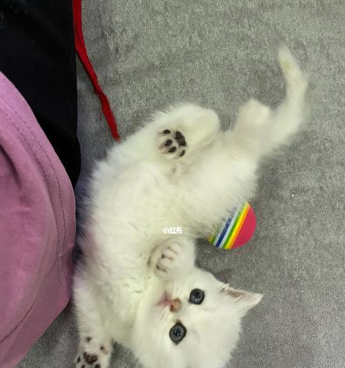 一只猫咪幼崽的成长之路（以宠物为主）