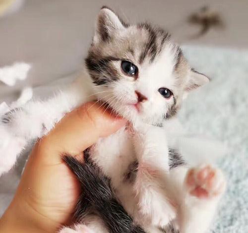 一只猫咪幼崽的成长之路（以宠物为主）