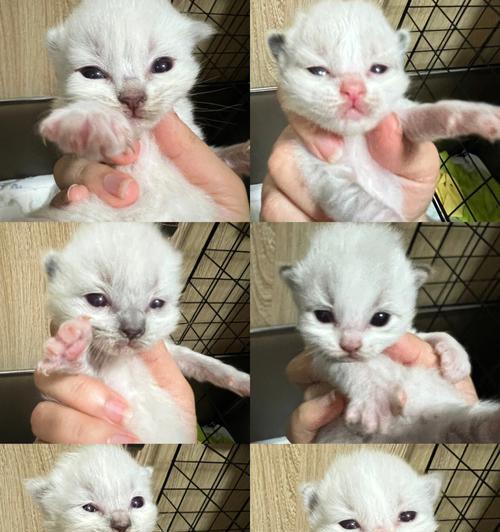 一只母布偶猫能否繁殖后代（探究母布偶猫的生殖能力及繁殖前需要注意的问题）
