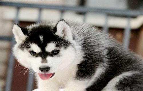 完美的哈士奇——宠物犬中的佼佼者（从品种特点到饲养技巧）