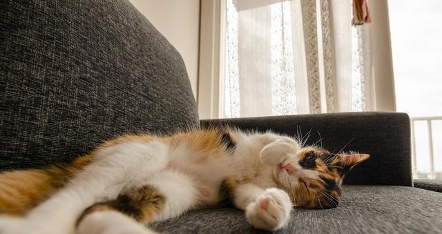 “懒懒的”猫咪（一只喜欢躺下的猫咪的生活百态）